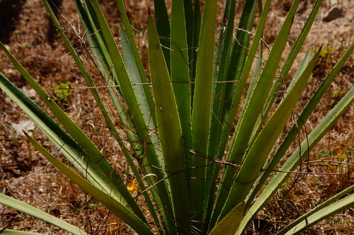 Agave rhodacantha