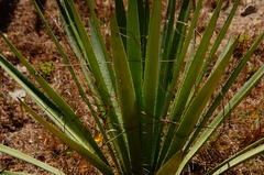 Agave rhodacantha