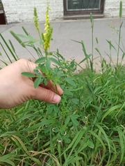 Melilotus officinalis