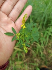 Melilotus officinalis