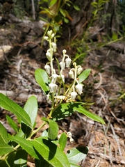 Leucothoe davisiae
