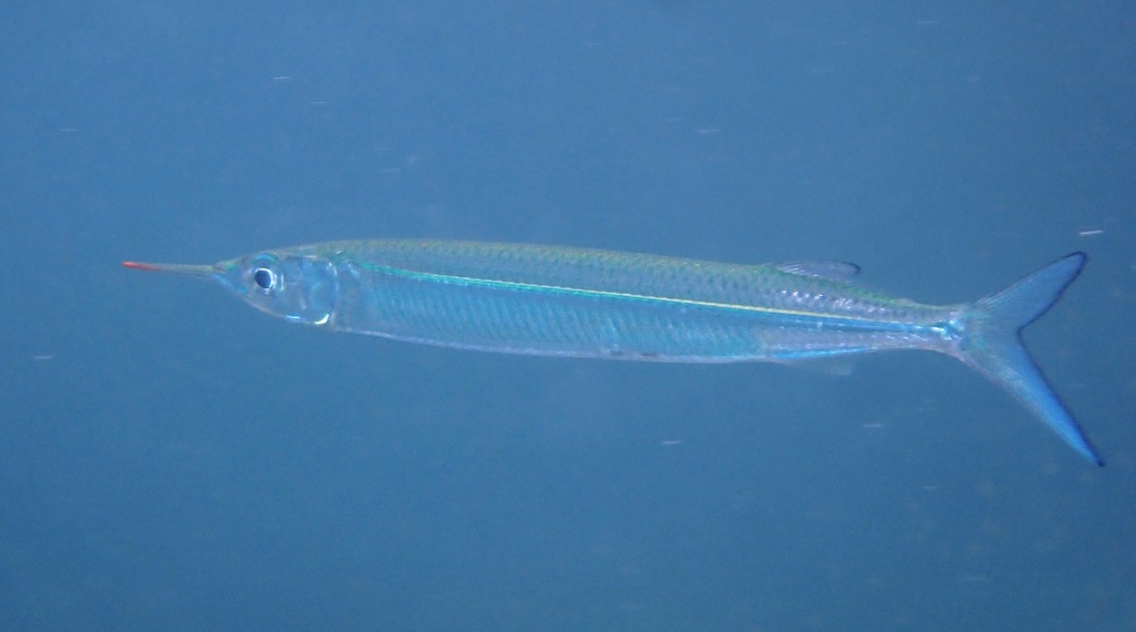 Quoys halfsnavel (Hyporhamphus quoyi) — Hemiramphidae