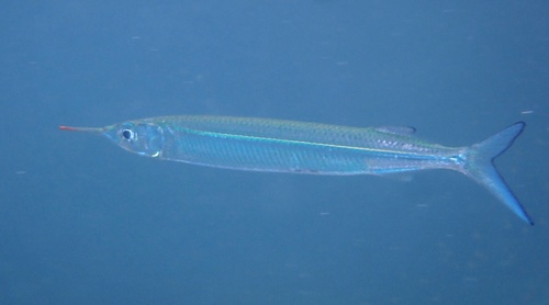 Garfish (Hyporhamphus quoyi) — Hemiramphidae