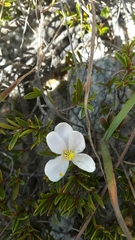 Xerochlamys itremoensis