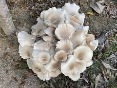 Pleurotus ostreatus