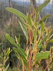 Eucalyptus stricta