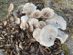 Pleurotus ostreatus