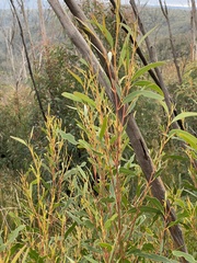 Eucalyptus stricta