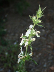 Stachys recta