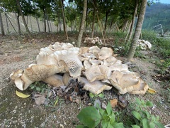 Pleurotus ostreatus