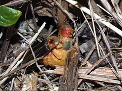 Nyctophila reichii