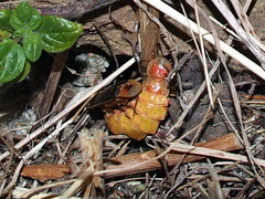 Nyctophila reichii