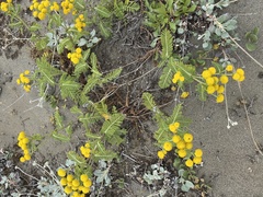 Tanacetum bipinnatum