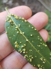 Aculus
