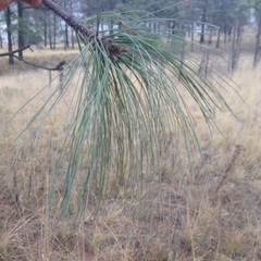 Pinus pseudostrobus apulcensis