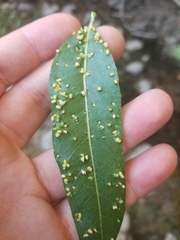 Aculus