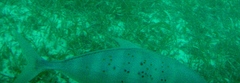 Turrum gymnostethus