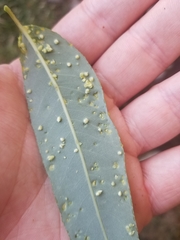 Aculus