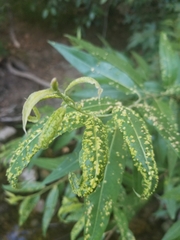 Aculus