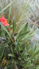 Crossandra grandidieri