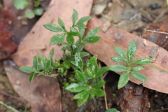 Xanthosia tasmanica