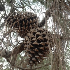 Pinus pseudostrobus apulcensis