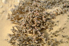 Mesembryanthemum marlothii