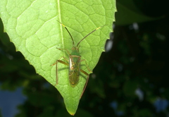 Hyalopeplus spinosus