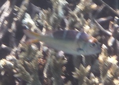 Monotaxis heterodon