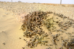 Mesembryanthemum marlothii