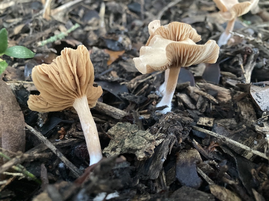 Common Gilled Mushrooms and Allies from Christchurch Central