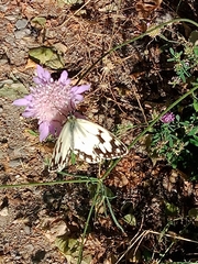 Melanargia lachesis