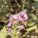 Few-rayed Bushmallow - Photo (c) Chris, some rights reserved (CC BY-NC), uploaded by Chris