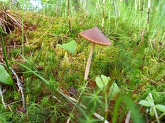 Entoloma pallescens