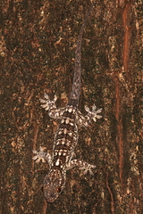 Blaesodactylus ambonihazo