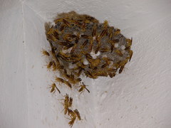 Polistes olivaceus
