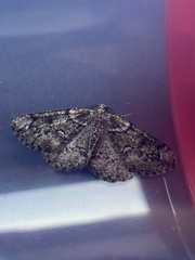 Cleorodes lichenaria