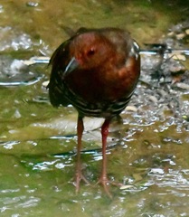 Rallina fasciata