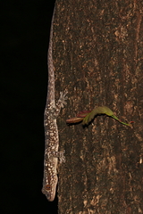 Blaesodactylus ambonihazo