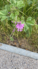 Malva sylvestris