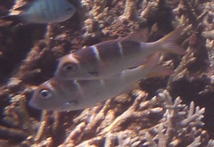 Monotaxis heterodon