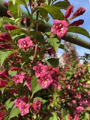 Weigela floribunda