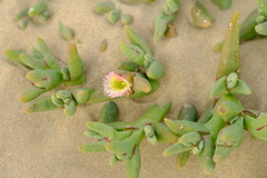 Mesembryanthemum hypertrophicum