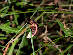 Lampyris iberica