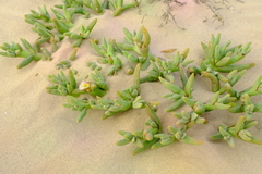 Mesembryanthemum hypertrophicum