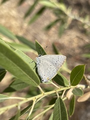 Satyrium sylvinus desertorum