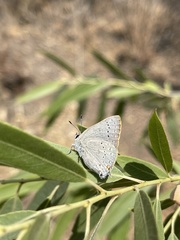 Satyrium sylvinus desertorum