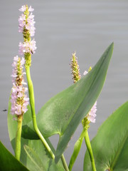 Pontederia sagittata