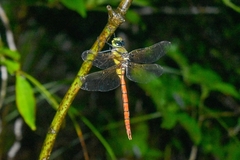 Anax aurantiacus