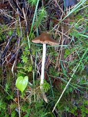 Entoloma pallescens
